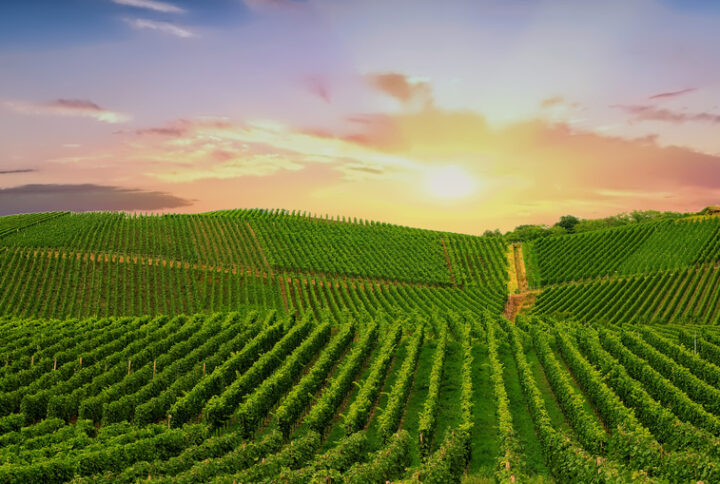 Die Weinberge des Weinguts Zaun bei Sonnenuntergang